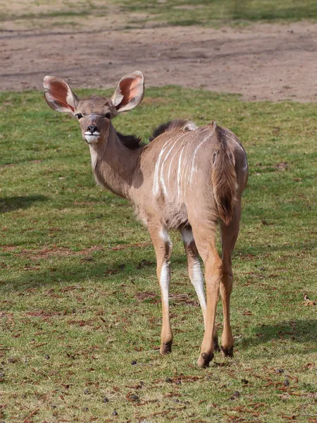 Mayor hembra kudu en el prado —  Fotos de Stock