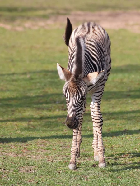 Puledro di zebra sul prato — Foto Stock