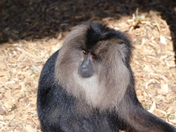 Lew stronne macaque zbliżenie portret — Zdjęcie stockowe