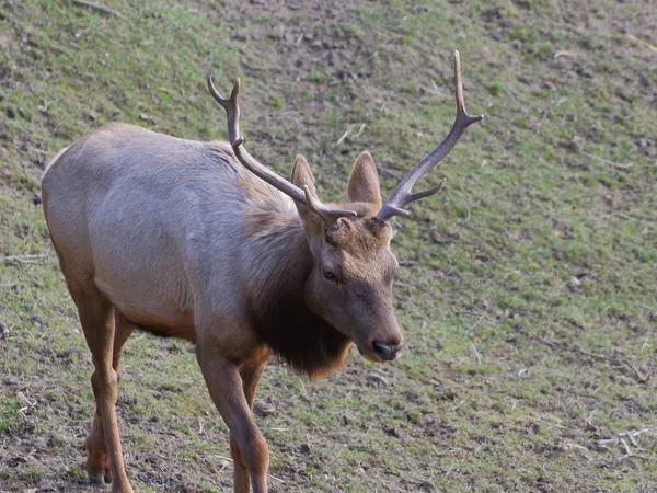 Tule elk on meadow — Stock Photo, Image