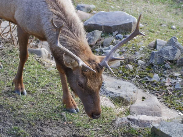 Tule elk detailní portrét — Stock fotografie