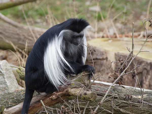 En angola colobus sitta på trädstammen — Stockfoto