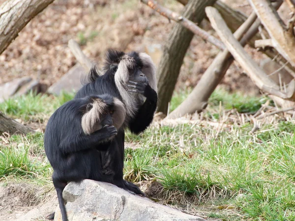 Dwóch Lew stronne macaque na skale — Zdjęcie stockowe