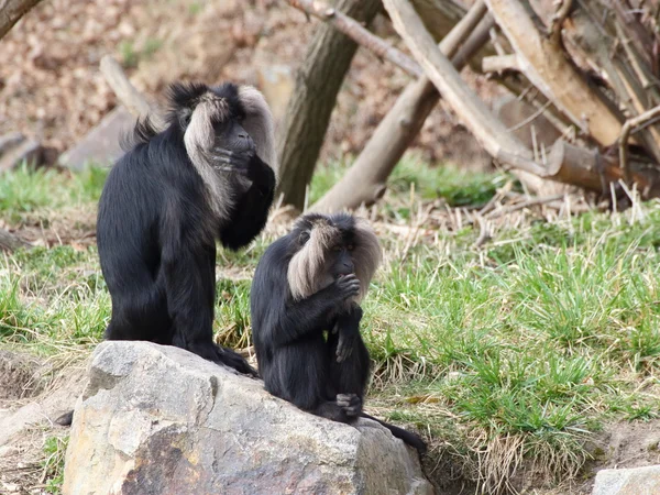 Deux macaques à queue de lion sur roche — Photo