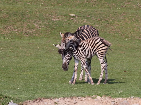 Zebra mit Fohlen auf der Wiese — Stockfoto
