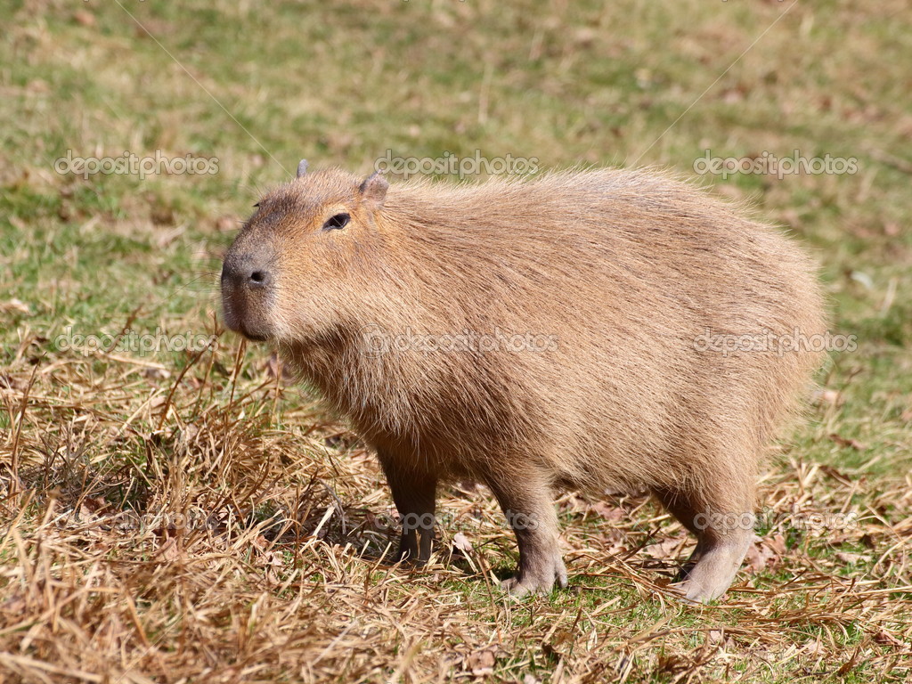 Capibara on pasture Stock Photo by ©maradt 45747331