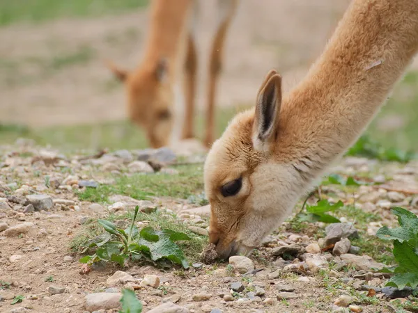 Young llama grazing portrait — Stock Photo, Image