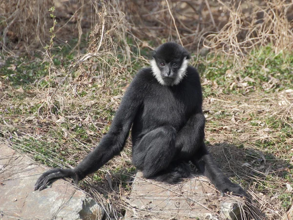 Gibbon sentado na rocha — Fotografia de Stock