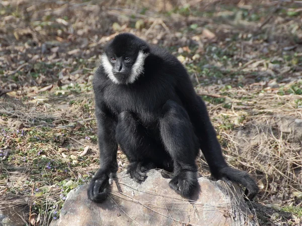 Gibbon sitting on the rock — Stock Photo, Image