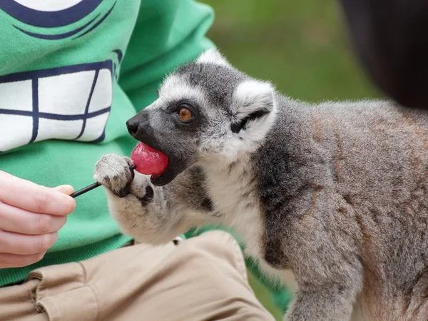 Lemur kata comer doces Fotografia De Stock