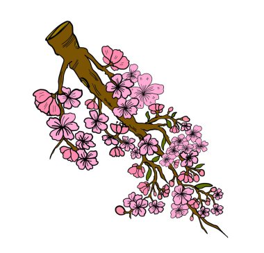 Beyaz üzerine kiraz ağacı dalı. Vektör illüstrasyonu Sakura Çiçeği, Güzel Şeftali Çiçeği izole vektörü. Japon çiçekleri..