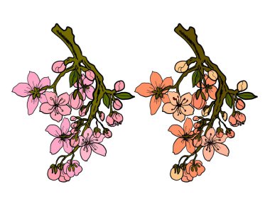 Beyaz üzerine kiraz ağacı dalı. Vektör illüstrasyonu Sakura Çiçeği, Güzel Şeftali Çiçeği izole vektörü. Japon çiçekleri..