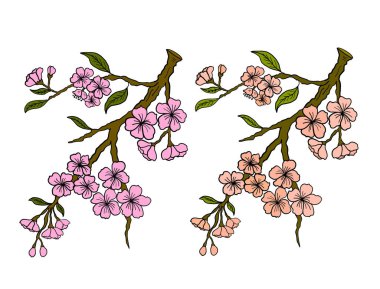 Beyaz üzerine kiraz ağacı dalı. Vektör illüstrasyonu Sakura Çiçeği, Güzel Şeftali Çiçeği izole vektörü. Japon çiçekleri..