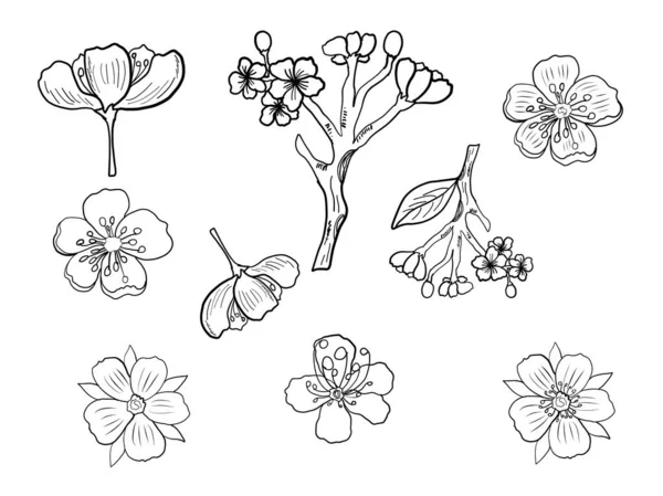 Rama Flor Cerezo Blanco Ilustración Vectorial Flor Sakura Niza Flor — Archivo Imágenes Vectoriales