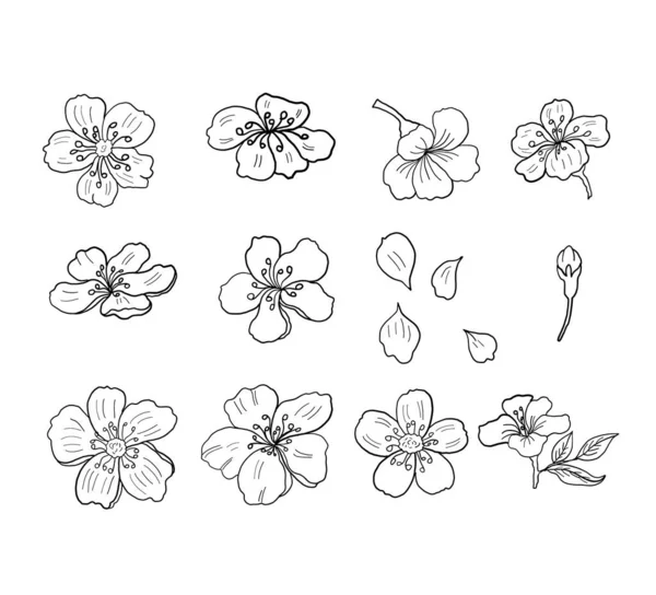 Filial Körsbär Blomma Vit Vektor Illustration Sakura Flower Nice Persika — Stock vektor