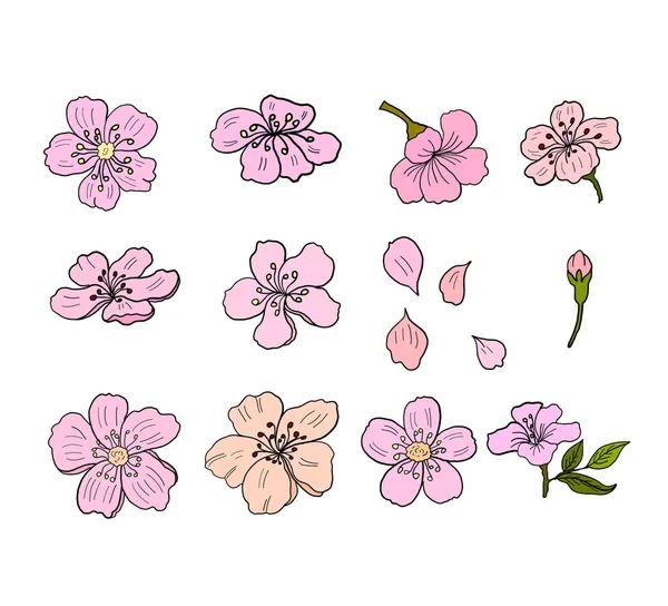 Ramo Flor Cerejeira White Vector Ilustração Sakura Flor Flor Pêssego —  Vetores de Stock