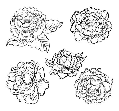 Arkaplanda resim yapmak için çiçek vektörü seti. Perdeye yazı yazdırmak için şakayık. Nakış tarzı için geleneksel Asya çiçekleri. Gül çiçeği. Yaz için güzel bir çizgi..