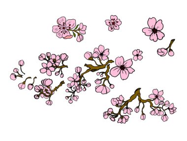 Beyaz üzerine kiraz ağacı dalı. Vektör illüstrasyonu Sakura Çiçeği, Güzel Şeftali Çiçeği izole vektörü. Japon çiçekleri..