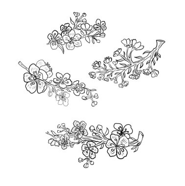 Beyaz üzerine kiraz ağacı dalı. Vektör illüstrasyonu Sakura Çiçeği, Güzel Şeftali Çiçeği izole vektörü. Japon çiçekleri..