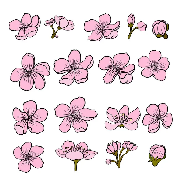 Branch Cseresznyevirág Fehér Vektor Illusztráció Sakura Virág Szép Barack Virág — Stock Vector