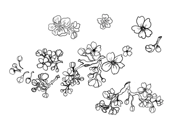 Gałąź Kwiat Wiśni Białym Ilustracja Wektora Sakura Kwiat Nicea Kwiat — Wektor stockowy