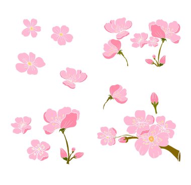 Güzel şeftali çiçeği izole vektörü. Japon çiçeği..