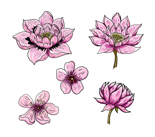 Traditional Asian flower vector on background. — Stock Vector