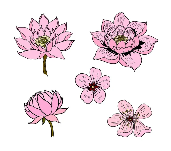 Traditional Asian flower vector on background. — Stock vektor