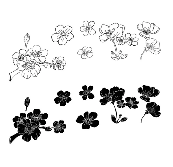 Nice Peach blossom isolated vector.Japanese floral. — Image vectorielle
