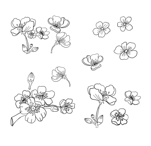 Bonita flor de melocotón aislado vector.Japanese floral. — Archivo Imágenes Vectoriales
