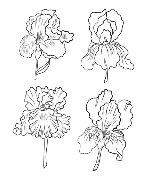 Iris Flower Vector White Isolated Background — Vetor de Stock