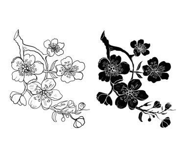 Serbest el Sakura çiçek vektörü seti, Güzel çizgi sanatı Şeftali çiçeği beyaz arkaplanda izole edildi. Arka planda karalama sanatı için kiraz çiçeği illüstrasyonu.