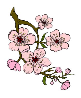 Serbest el Sakura çiçek vektörü seti, Güzel çizgi sanatı Şeftali çiçeği beyaz arkaplanda izole edildi. Arka planda karalama sanatı için kiraz çiçeği illüstrasyonu.