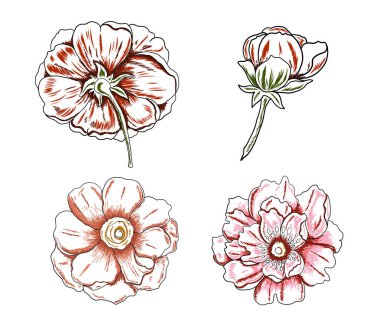 Beyaz arkaplanda dövme tasarımı için şakayık çiçeği vektörü. Karalama boyama kitabı için güzel bir çizgi. Karalama kitabı için de şakayık çiçeği çizimi..