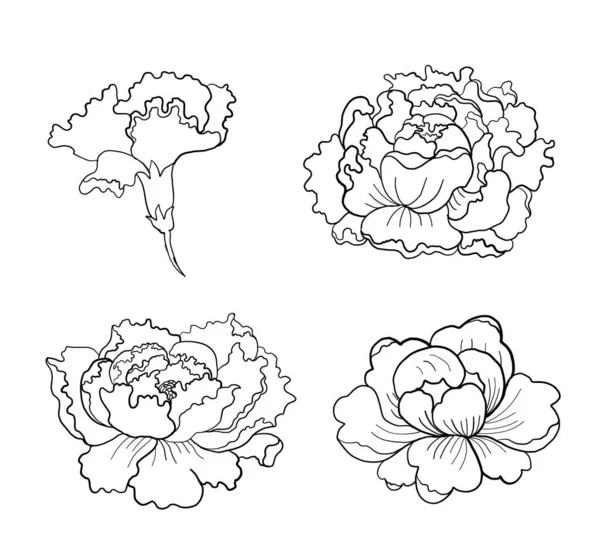 Peony Flower Vector Tattoo Design White Background Beautiful Line Art — Vetor de Stock
