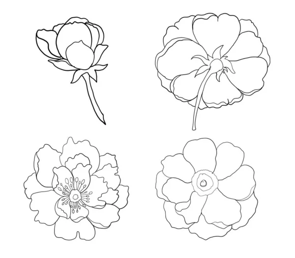 Peonía Vector Flores Para Diseño Del Tatuaje Sobre Fondo Blanco — Archivo Imágenes Vectoriales
