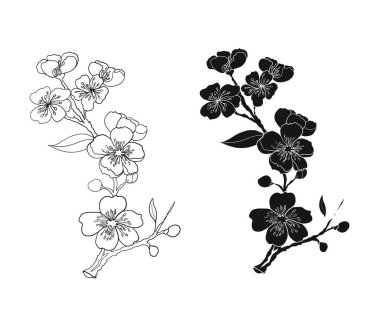 Beyaz üzerine kiraz ağacı dalı. Vektör illüstrasyonu Sakura Çiçeği, Güzel Şeftali Çiçeği izole vektörü. Japon çiçekleri..