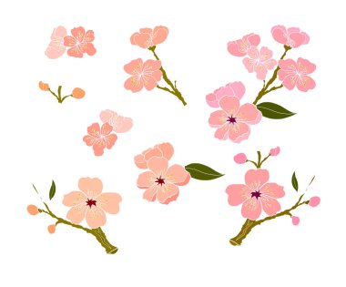 Beyaz üzerine kiraz ağacı dalı. Vektör illüstrasyonu Sakura Çiçeği, Güzel Şeftali Çiçeği izole vektörü. Japon çiçekleri..