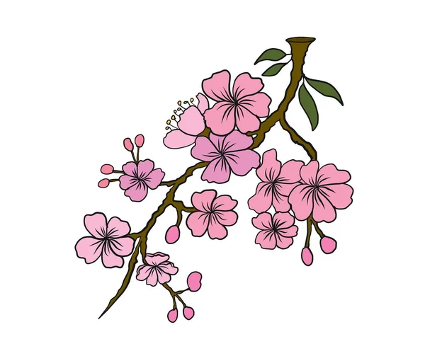 Beyaz üzerine kiraz ağacı dalı. Vektör illüstrasyonu Sakura Çiçeği, Güzel Şeftali Çiçeği izole vektörü. Japon çiçekleri..