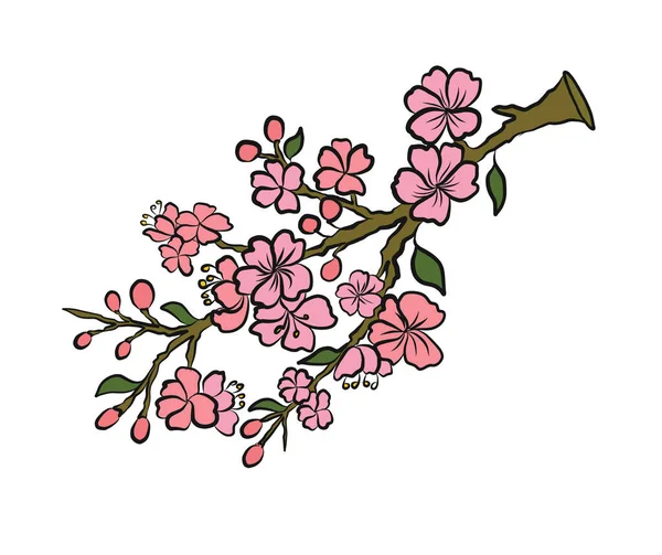 Beyaz üzerine kiraz ağacı dalı. Vektör illüstrasyonu Sakura Çiçeği, Güzel Şeftali Çiçeği izole vektörü. Japon çiçekleri..