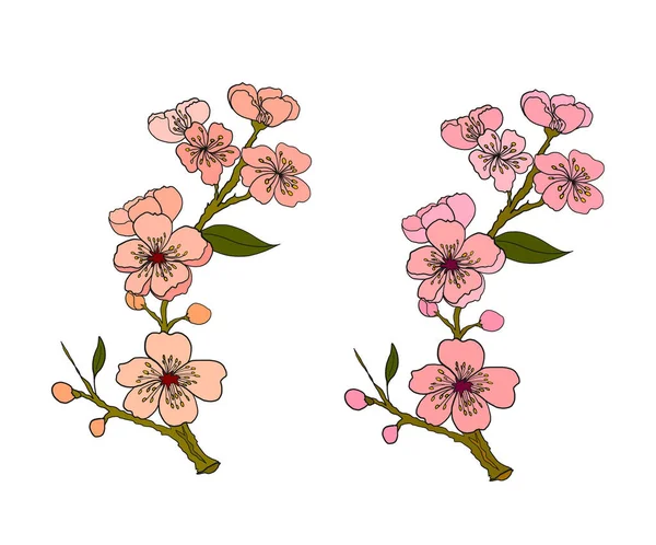Beyaz üzerine kiraz ağacı dalı. Vektör illüstrasyonu Sakura Çiçeği, Güzel Şeftali Çiçeği izole vektörü. Japon çiçekleri..