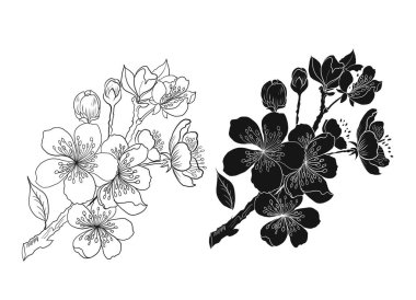 Beyaz üzerine kiraz ağacı dalı. Vektör illüstrasyonu Sakura Çiçeği, Güzel Şeftali Çiçeği izole vektörü. Japon çiçekleri..