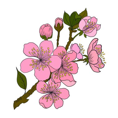 Beyaz üzerine kiraz ağacı dalı. Vektör illüstrasyonu Sakura Çiçeği, Güzel Şeftali Çiçeği izole vektörü. Japon çiçekleri..