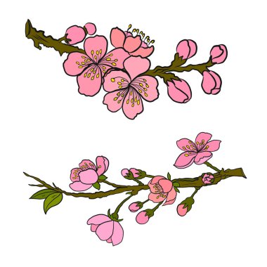 Beyaz üzerine kiraz ağacı dalı. Vektör illüstrasyonu Sakura Çiçeği, Güzel Şeftali Çiçeği izole vektörü. Japon çiçekleri..