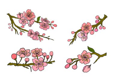Beyaz üzerine kiraz ağacı dalı. Vektör illüstrasyonu Sakura Çiçeği, Güzel Şeftali Çiçeği izole vektörü. Japon çiçekleri..