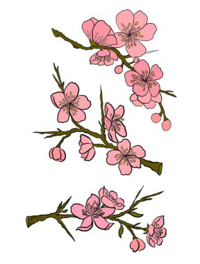 Beyaz üzerine kiraz ağacı dalı. Vektör illüstrasyonu Sakura Çiçeği, Güzel Şeftali Çiçeği izole vektörü. Japon çiçekleri..