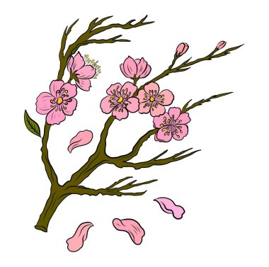 Beyaz üzerine kiraz ağacı dalı. Vektör illüstrasyonu Sakura Çiçeği, Güzel Şeftali Çiçeği izole vektörü. Japon çiçekleri..
