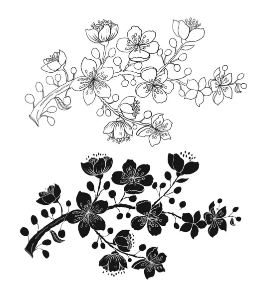 Beyaz üzerine kiraz ağacı dalı. Vektör illüstrasyonu Sakura Çiçeği, Güzel Şeftali Çiçeği izole vektörü. Japon çiçekleri..