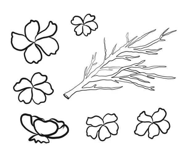 Branch Cseresznyevirág Fehér Vektor Illusztráció Sakura Virág Szép Barack Virág — Stock Vector