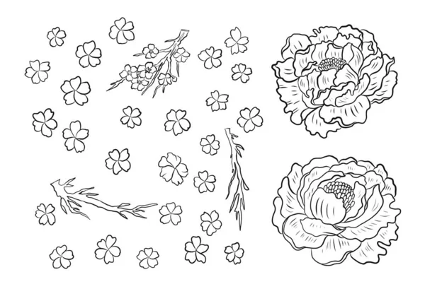 Ramo Flor Cerejeira White Vector Ilustração Sakura Flor Flor Pêssego — Vetor de Stock